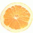 グレープフルーツ精油の画像
